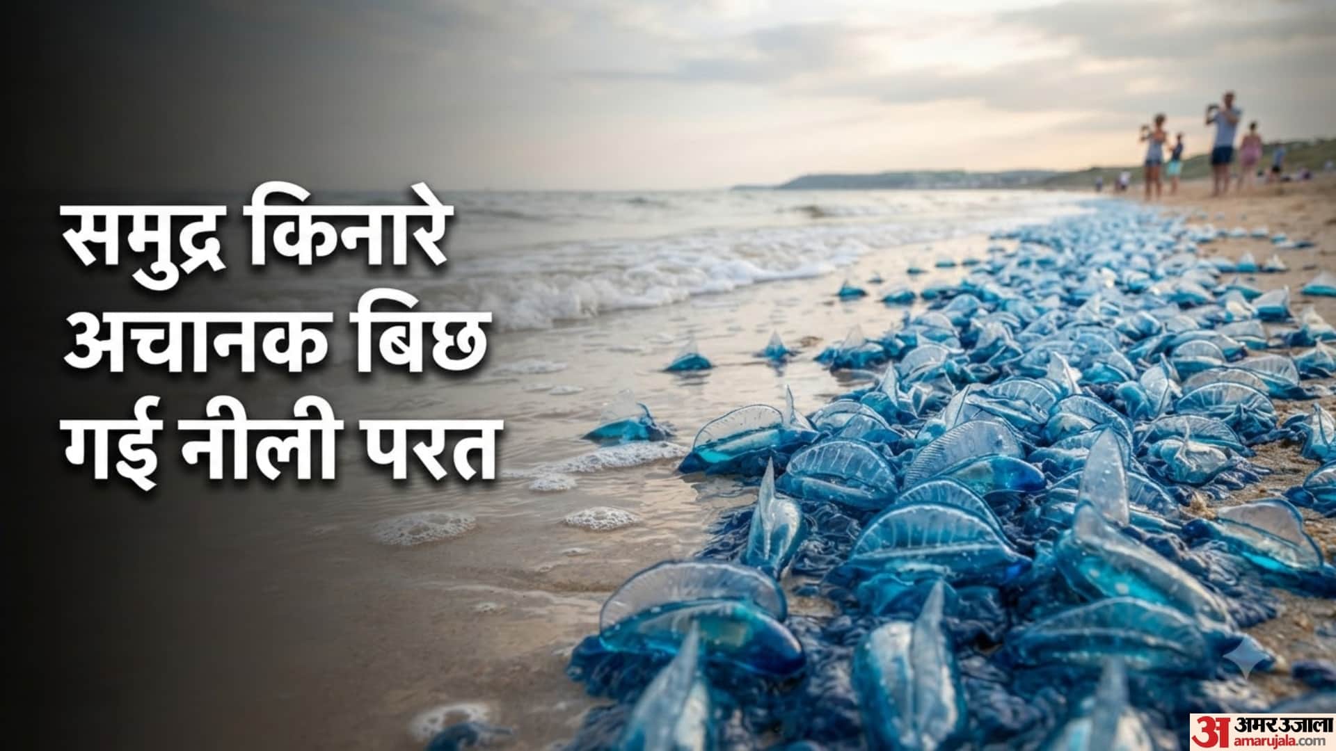 समुद्र किनारे अचानक बिछ गई नीली परत