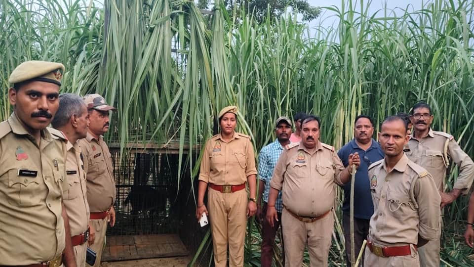Moradabad: Leopard attacks woman working in sugarcane field; devours her head and face