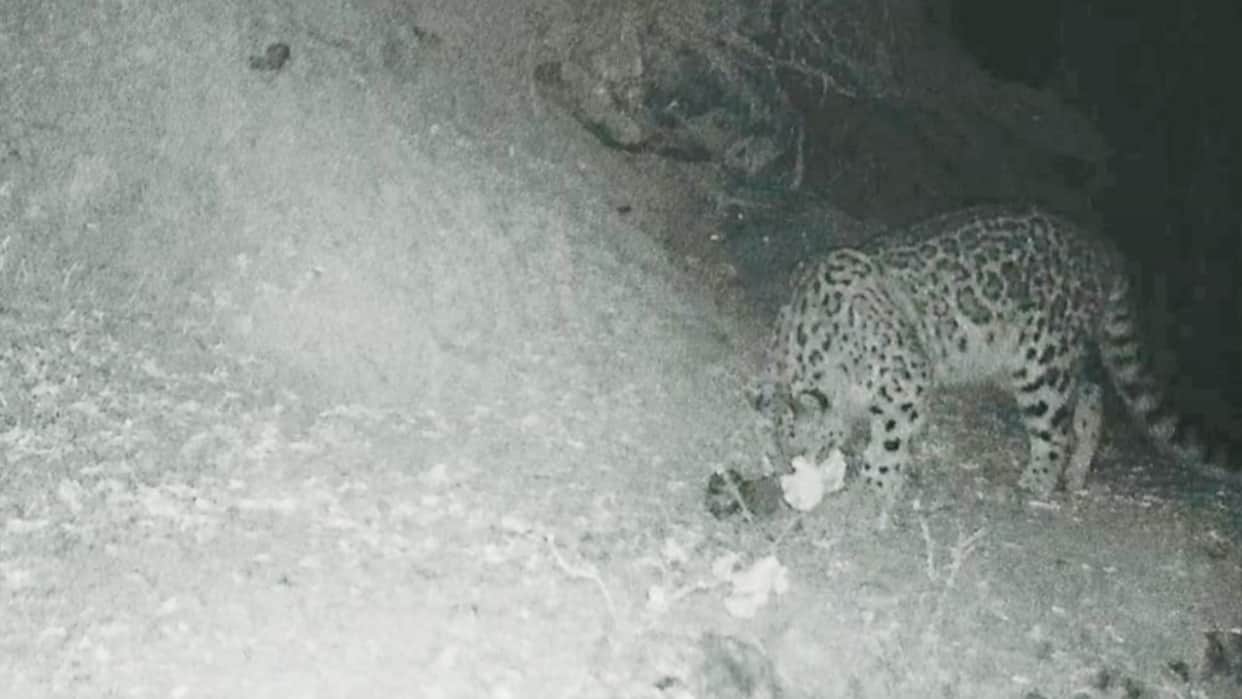 Snow leopard photographed by a camera trap in Dhauladhar Wildlife Sanctuary for the first time uttarakhand