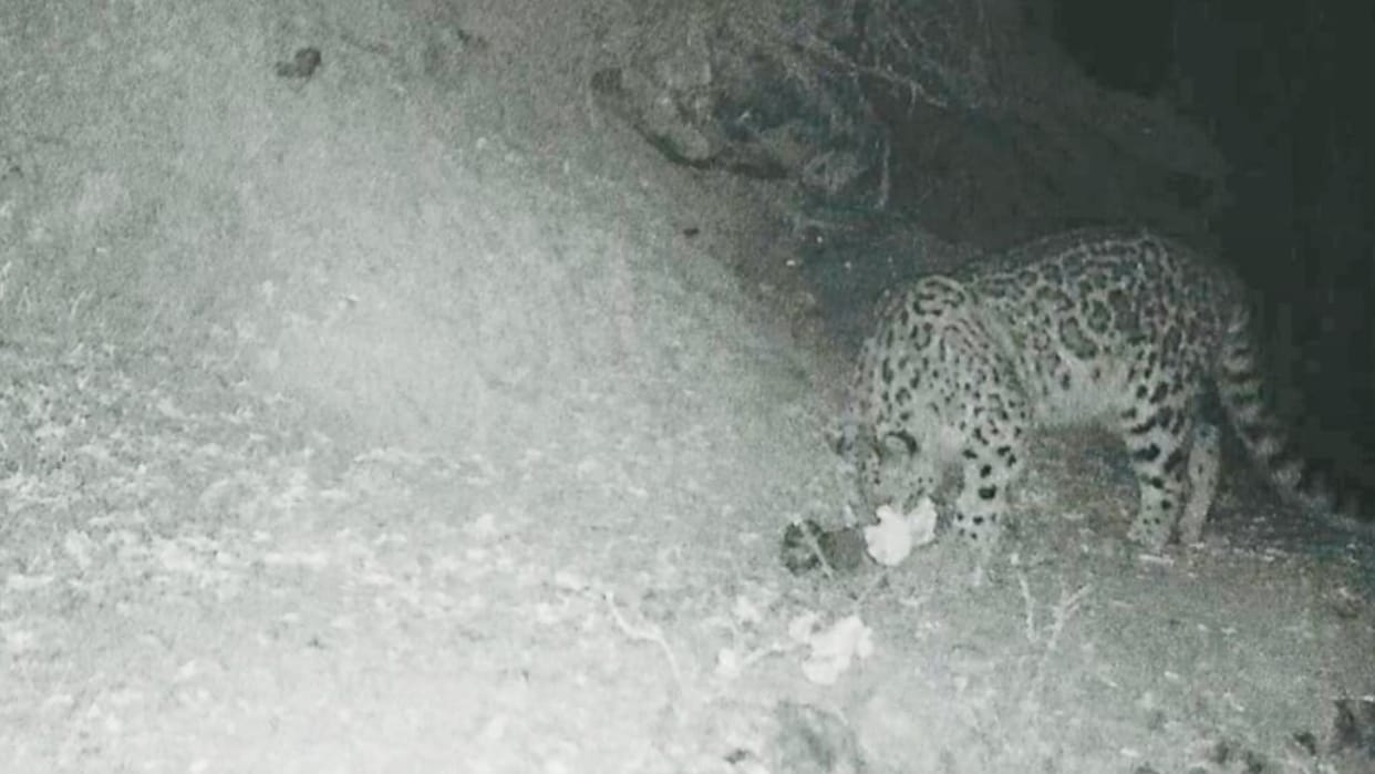 Snow leopard photographed by a camera trap in Dhauladhar Wildlife Sanctuary for the first time uttarakhand