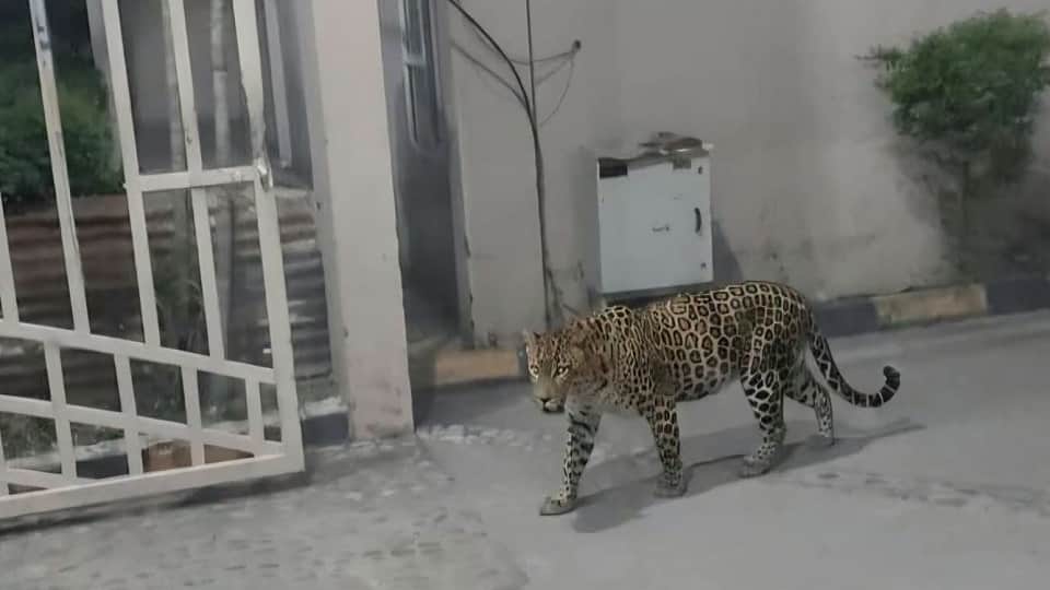Leopard spotted roaming in River Crest Colony Pantnagar