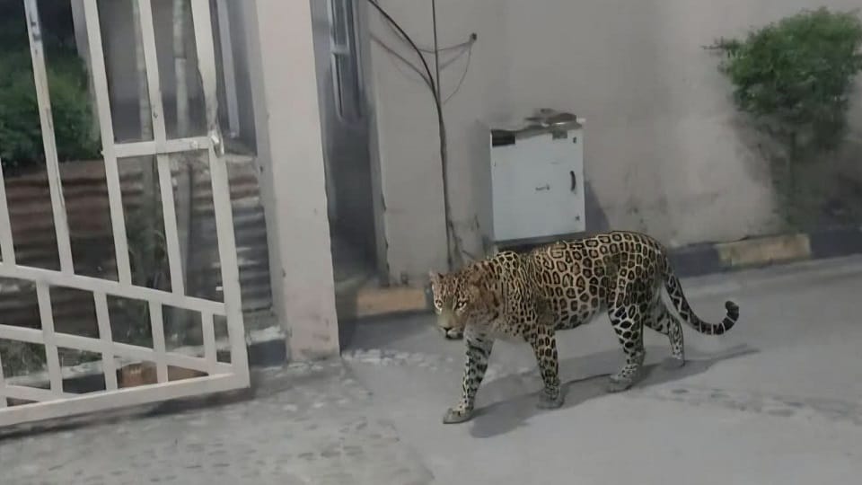Leopard spotted roaming in River Crest Colony Pantnagar