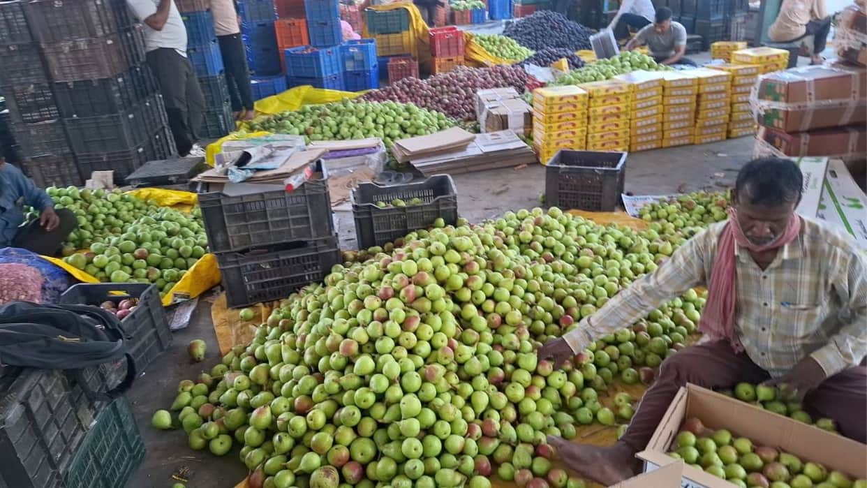 kullu babugosha pear price farmers income himachal horticulture