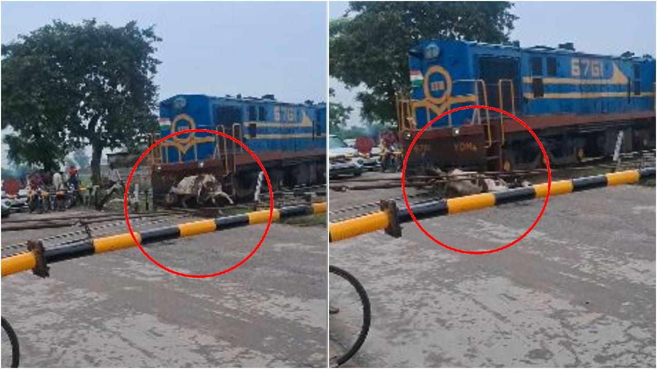 ट्रेन की चपेट में आई गाय