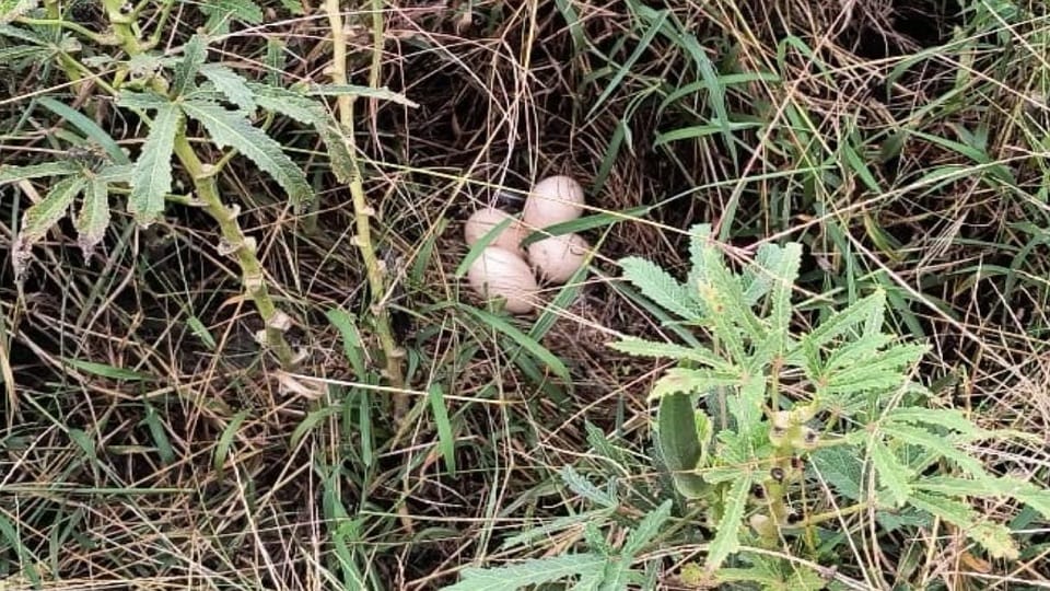 Four Peahen Eggs Stop a Tractor: Farmer Halts Ploughing Says Life Comes Before Farming