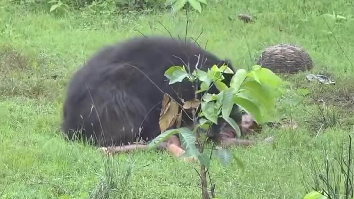 A sibling died after being attacked by a female bear, while a third sister who arrived to rescue them was seri