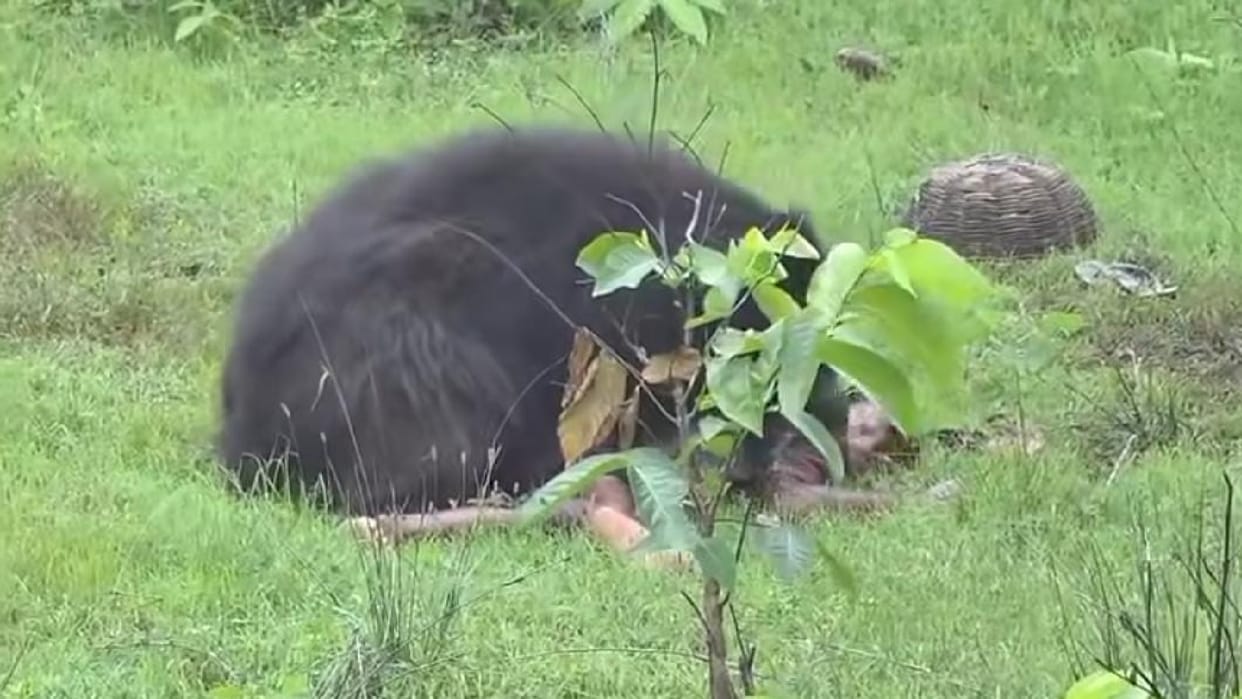 A sibling died after being attacked by a female bear, while a third sister who arrived to rescue them was seri
