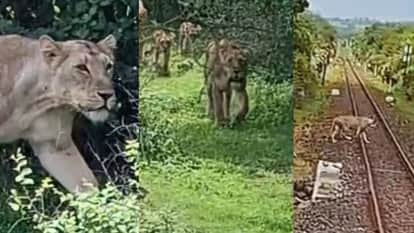 फुल स्पीड में चल रही थी ट्रेन, अचानक रेल पटरी पर आ गए 10 शेर
