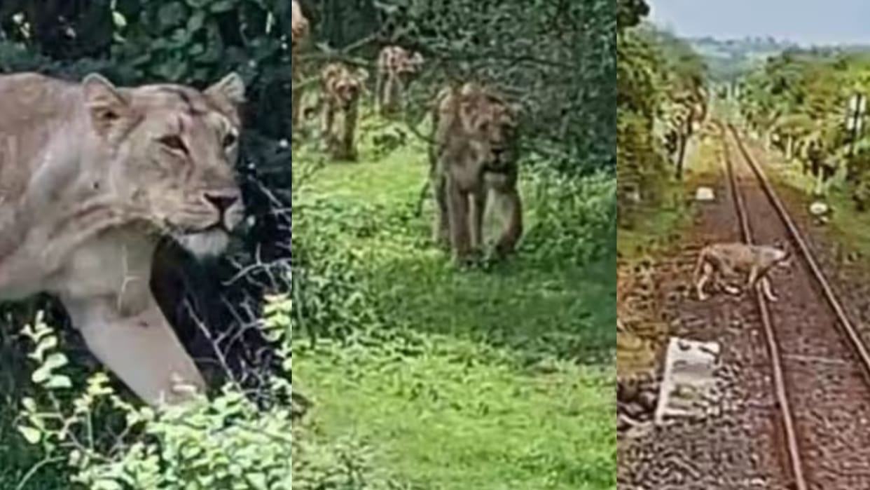 loco pilot taken the alertness and quick decision of loco pilot save 10 lions in bhavnagar division