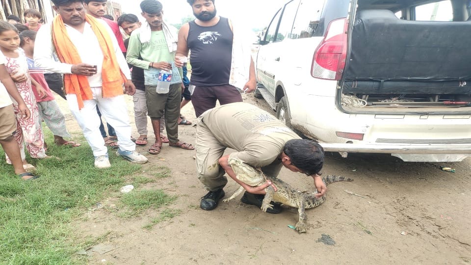Sighting of a crocodile in pond of Pandraval village causes a stir Forest Department rescues it and releases i