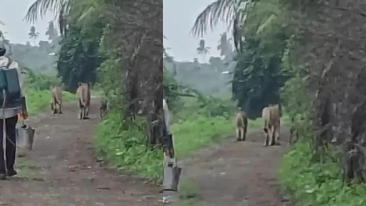 सामने था शेरों का पूरा परिवार, फिर भी किसान रहा बेखौफ, वायरल वीडियो बना चर्चा का विषय