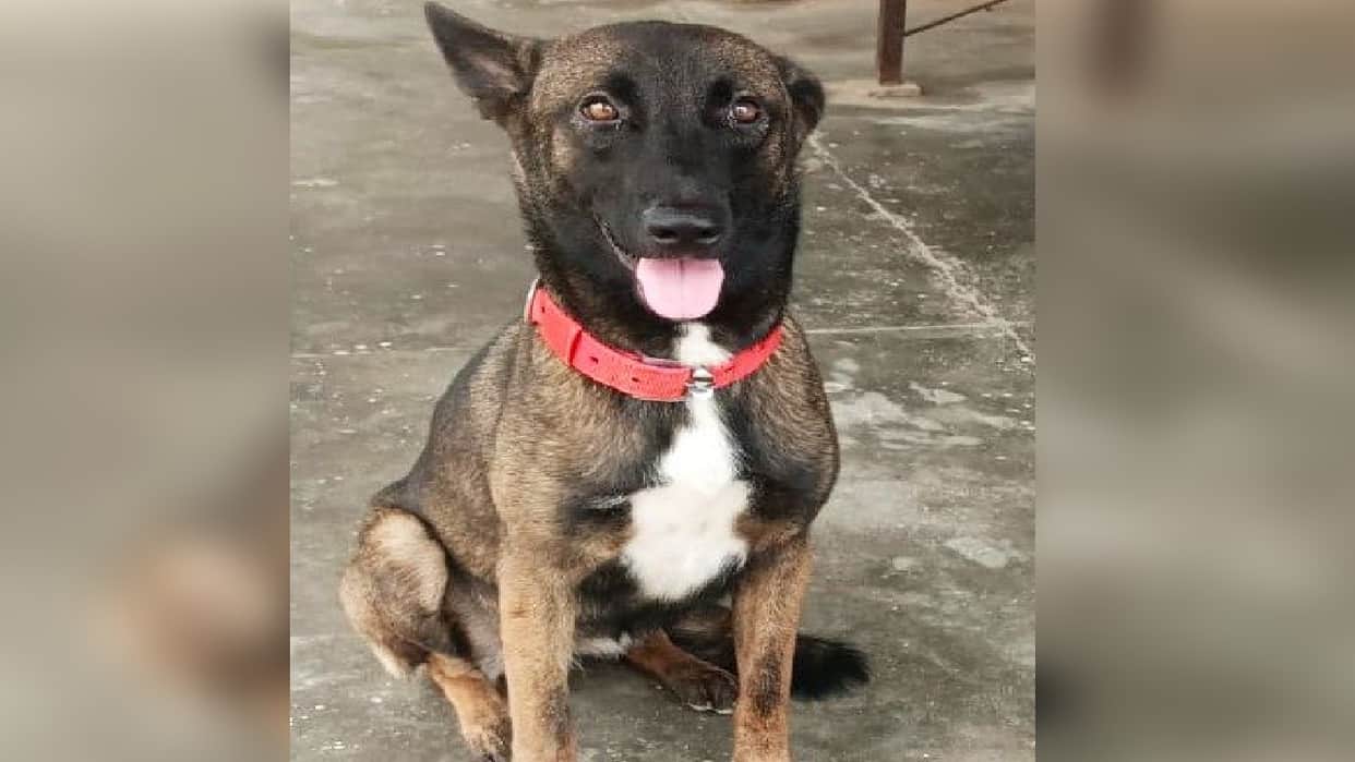 Shahjahanpur Police get sniffer dog Telma will help in finding clues