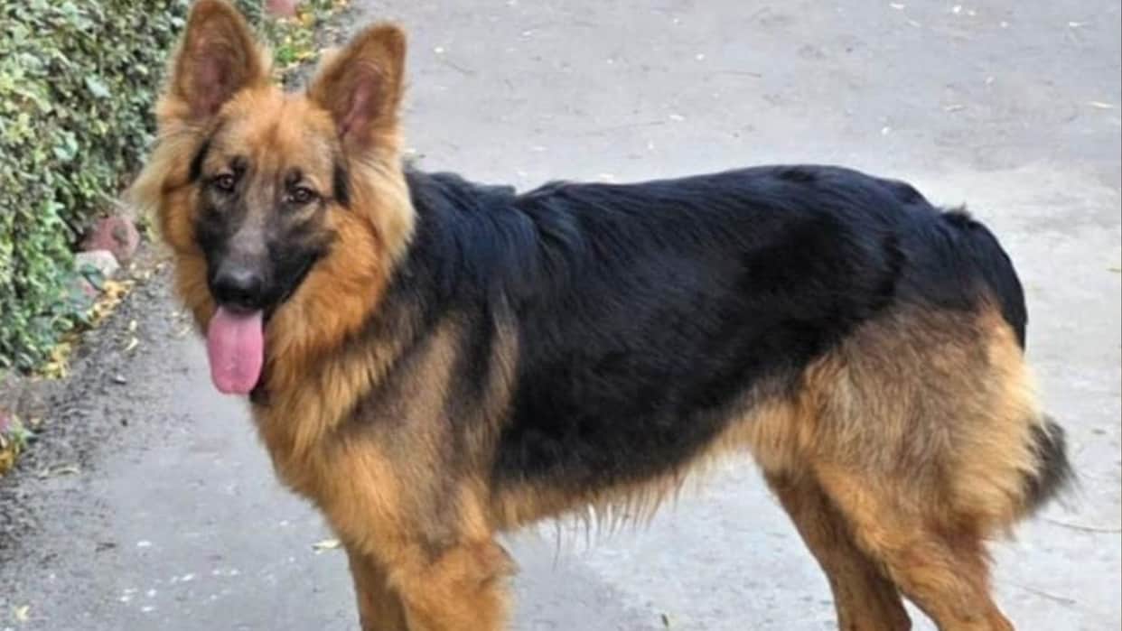 German Shepherd goes missing from Railway Deputy Chief Engineer bungalow in Varanasi