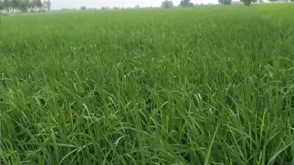 Meerut: Rice Blast Disease Detected in Paddy Crop, Agriculture Expert Advises Farmers
