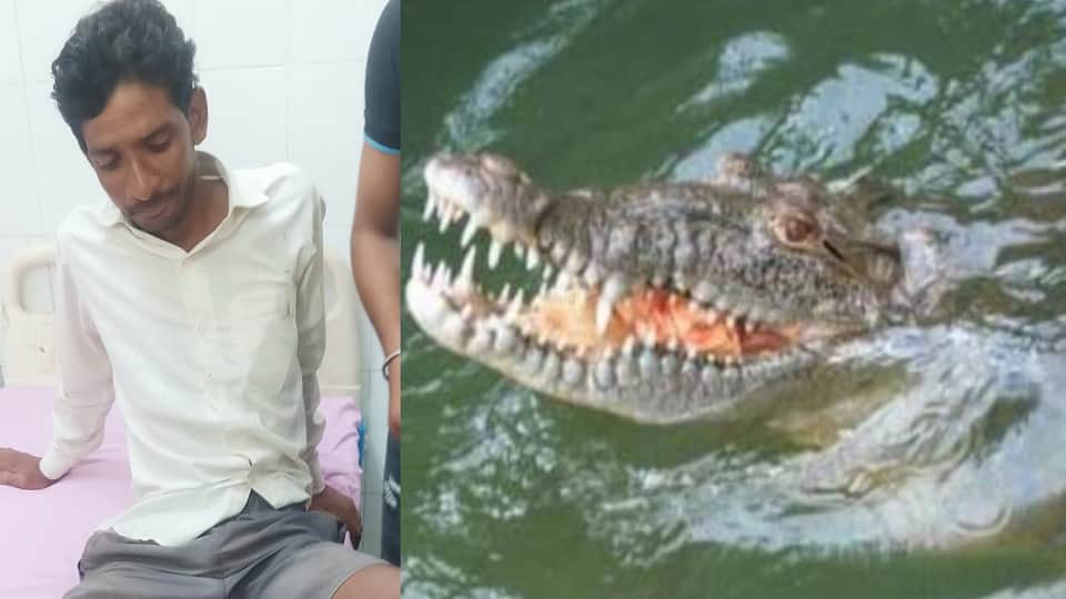 Crocodile Attacks Youth in Chambal River, Friends Rescue Him After Leg Gets Caught in Its Jaws