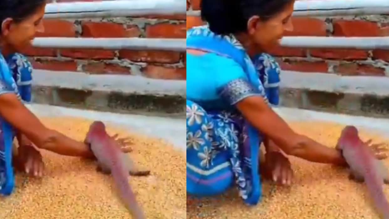 adorable video of woman loving mongoose goes viral nevla aur mahila ka video