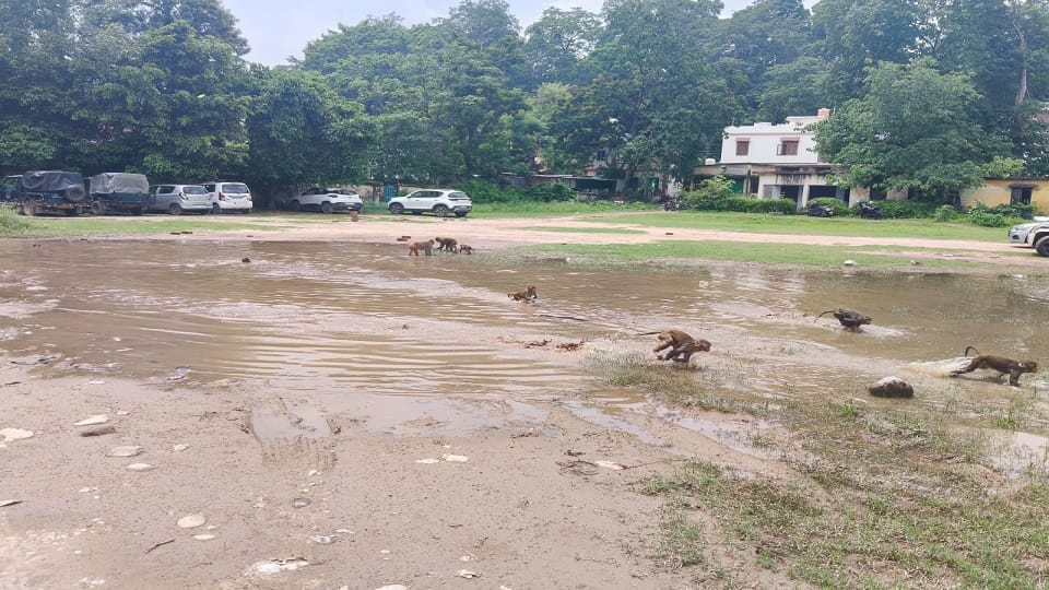 Heavy rain from Champawat to Pithoragarh