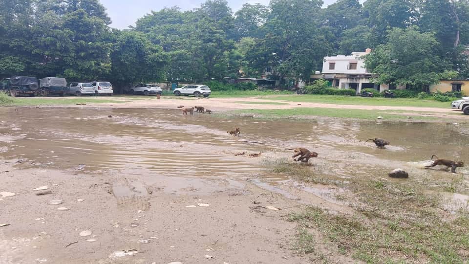 बारिश के बाद रामनगर ब्लॉक सभागार के परिसर में जलभराव हुआ।