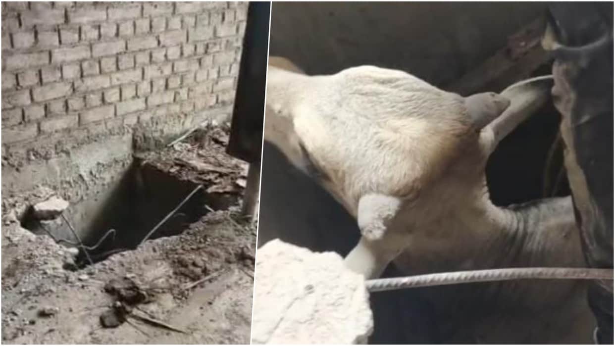 Korba News: Bull Rescued After Four Days in Septic Tank, Cow Protectors Save It After 4-Hour Operation