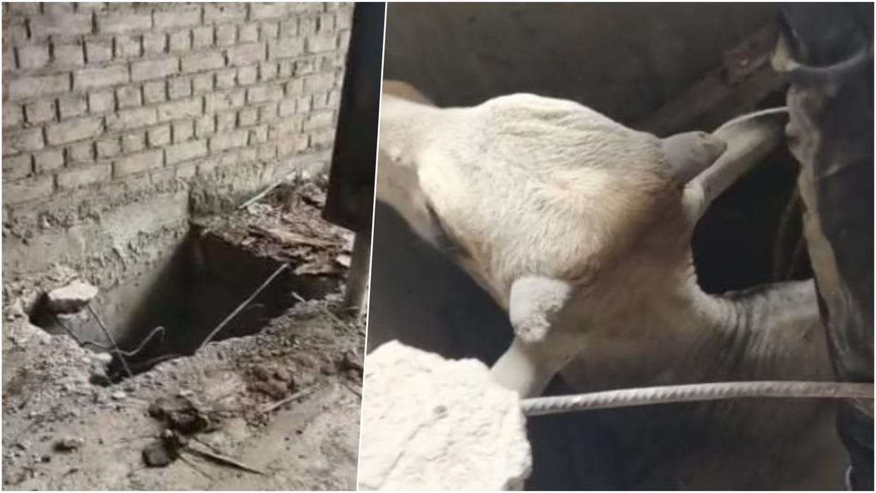 Korba News: Bull Rescued After Four Days in Septic Tank, Cow Protectors Save It After 4-Hour Operation