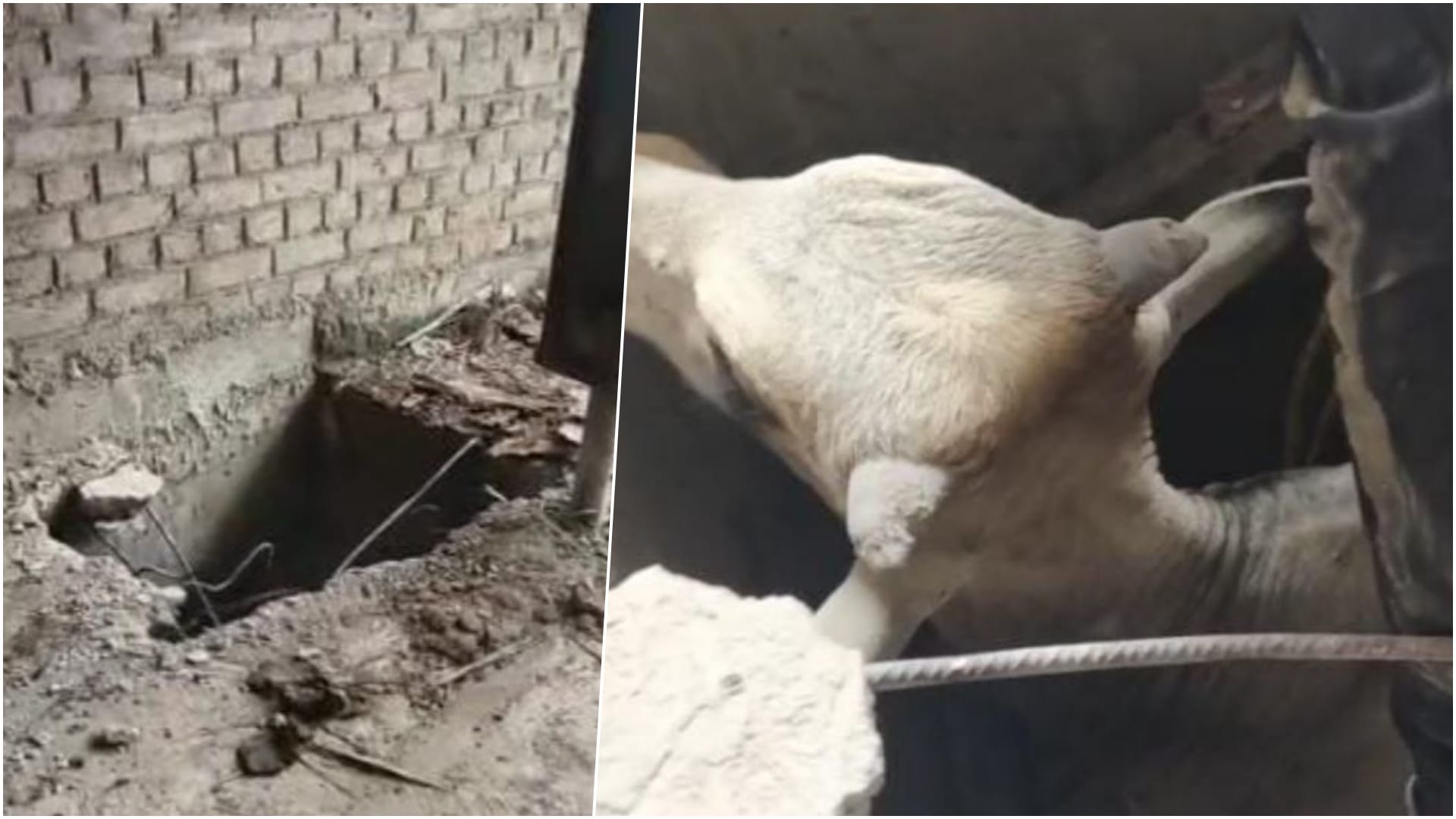 निर्माणाधीन मकान का सेफ्टी टैंक और उसमें फंसा बैल