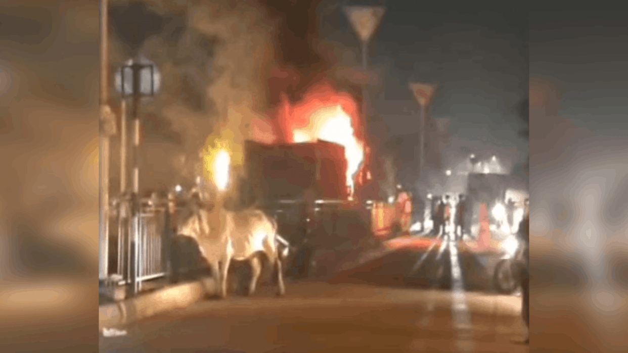 speeding truck ran over herd of about ten cows sitting by roadside In Faridabad