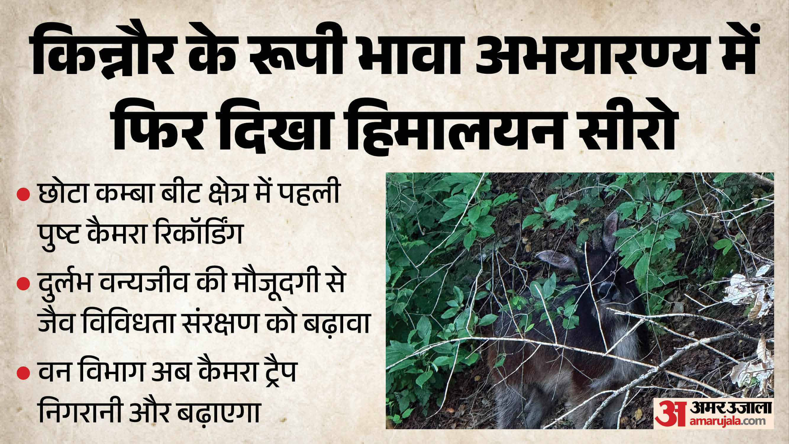 हिमालयन सीरो