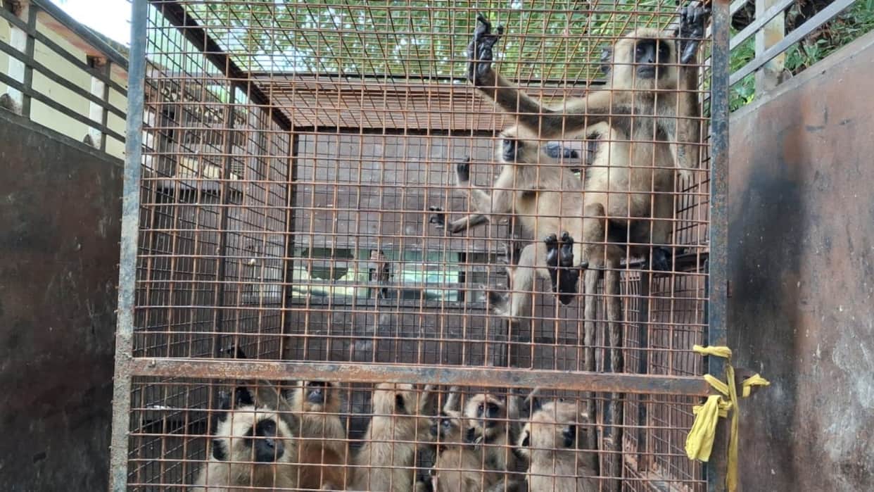 Langur smuggling racket busted one accused arrested in Budaun