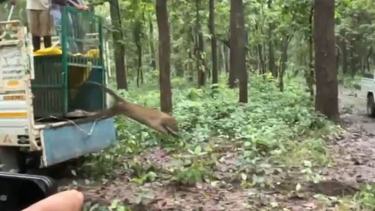 Leopard captured in Lakhimpur Kheri released into Ranipur Tiger Reserve