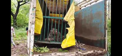 Female Leopard from Dudhwa Released in Ranipur Tiger Reserve