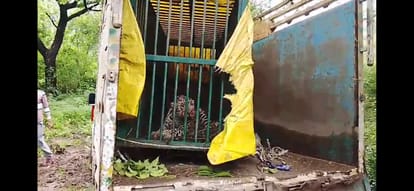 Female Leopard from Dudhwa Released in Ranipur Tiger Reserve