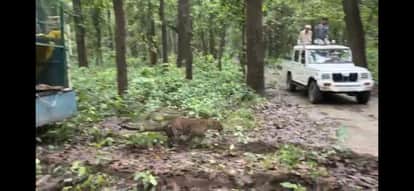 Female Leopard from Dudhwa Released in Ranipur Tiger Reserve