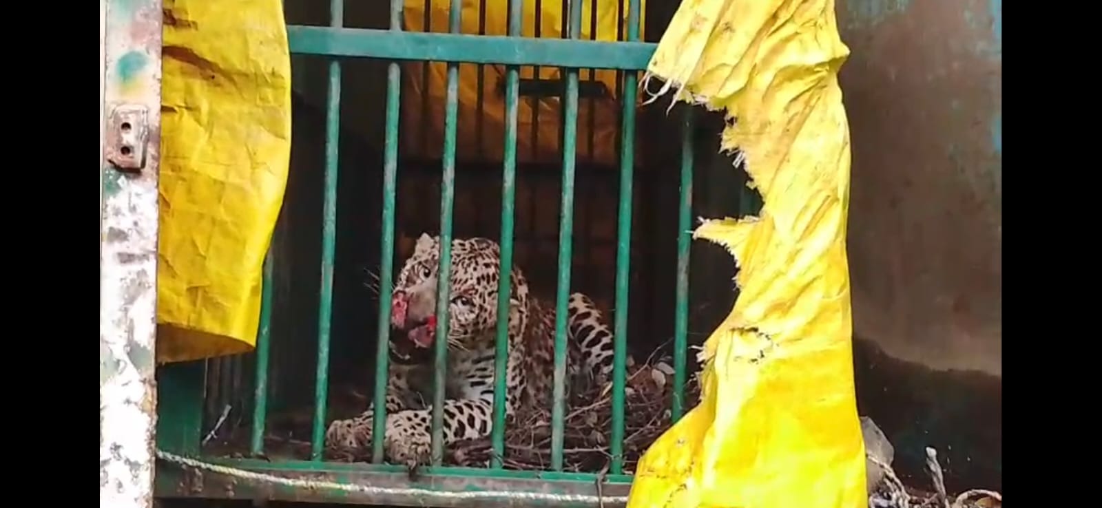Female Leopard from Dudhwa Released in Ranipur Tiger Reserve