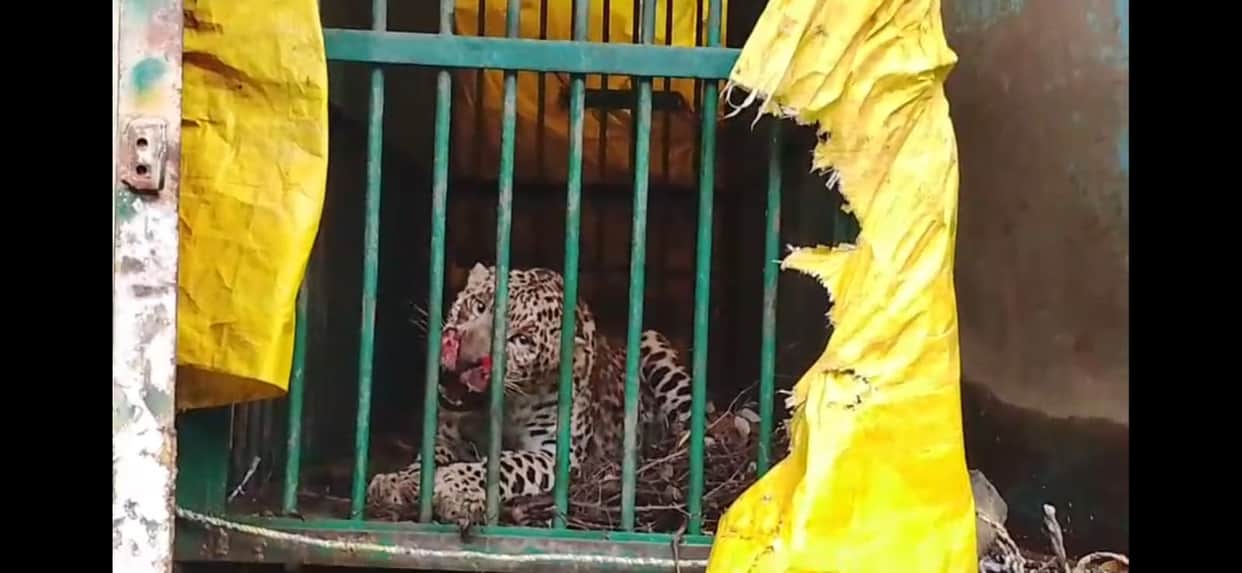 Female Leopard from Dudhwa Released in Ranipur Tiger Reserve
