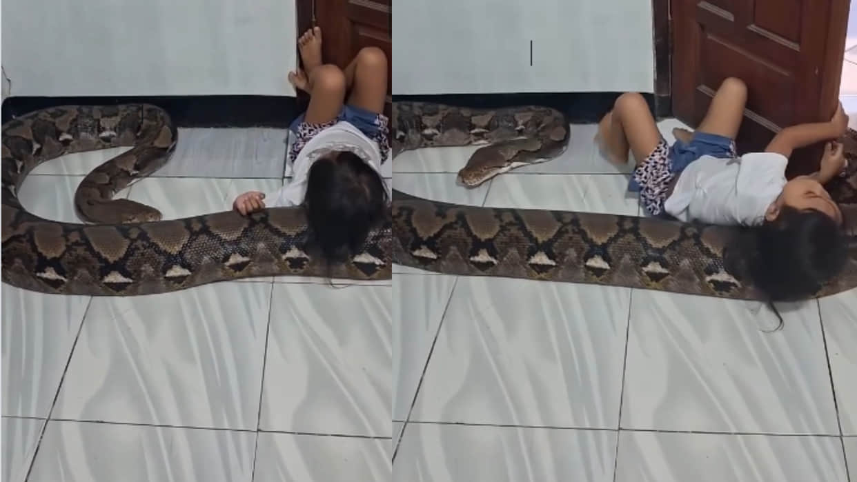 little girl sleeping on giant python like pillow video goes viral on social media python viral video