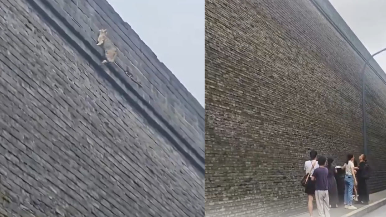 China mother cat climbs and crossed over high wall to reach kittens viral video