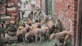 Monkey Two groups Clash Blocks Road for 30 Minutes in etah up viral news