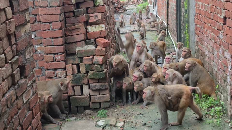 Monkey Two groups Clash Blocks Road for 30 Minutes in etah up viral news