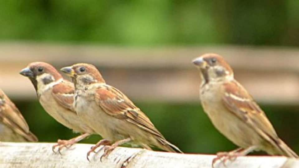 Rare birds spotted in Corbett Ramnagar will now be included in official records