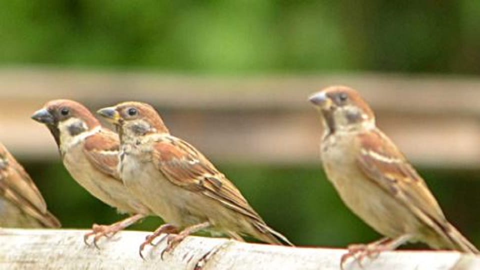 Rare birds spotted in Corbett Ramnagar will now be included in official records