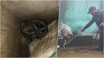 बाथरूम में मिले किंग कोबरा का रेस्क्यू