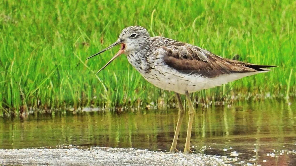 Common Greenshank bird spotted for the first time in Rakchham, Kinnaur.