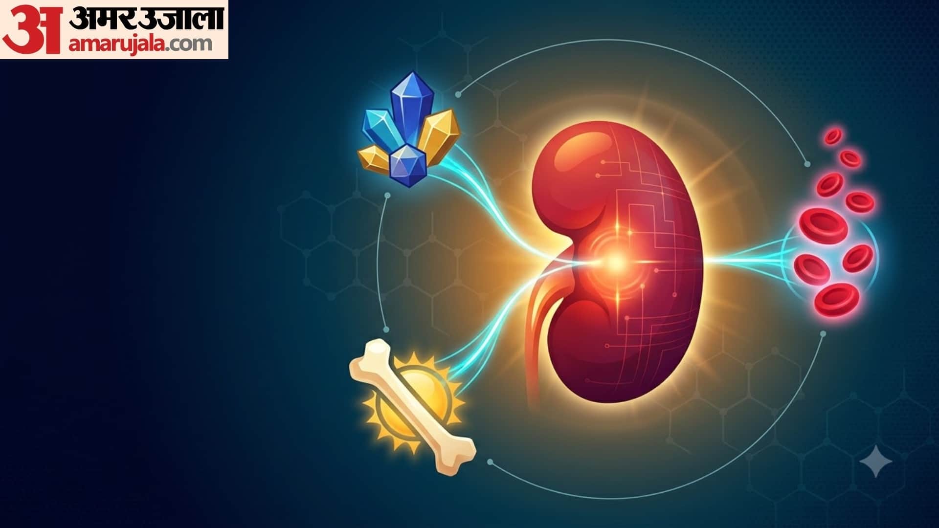 how kidney works in human body in hindi kidney ka kya kaam hota hai