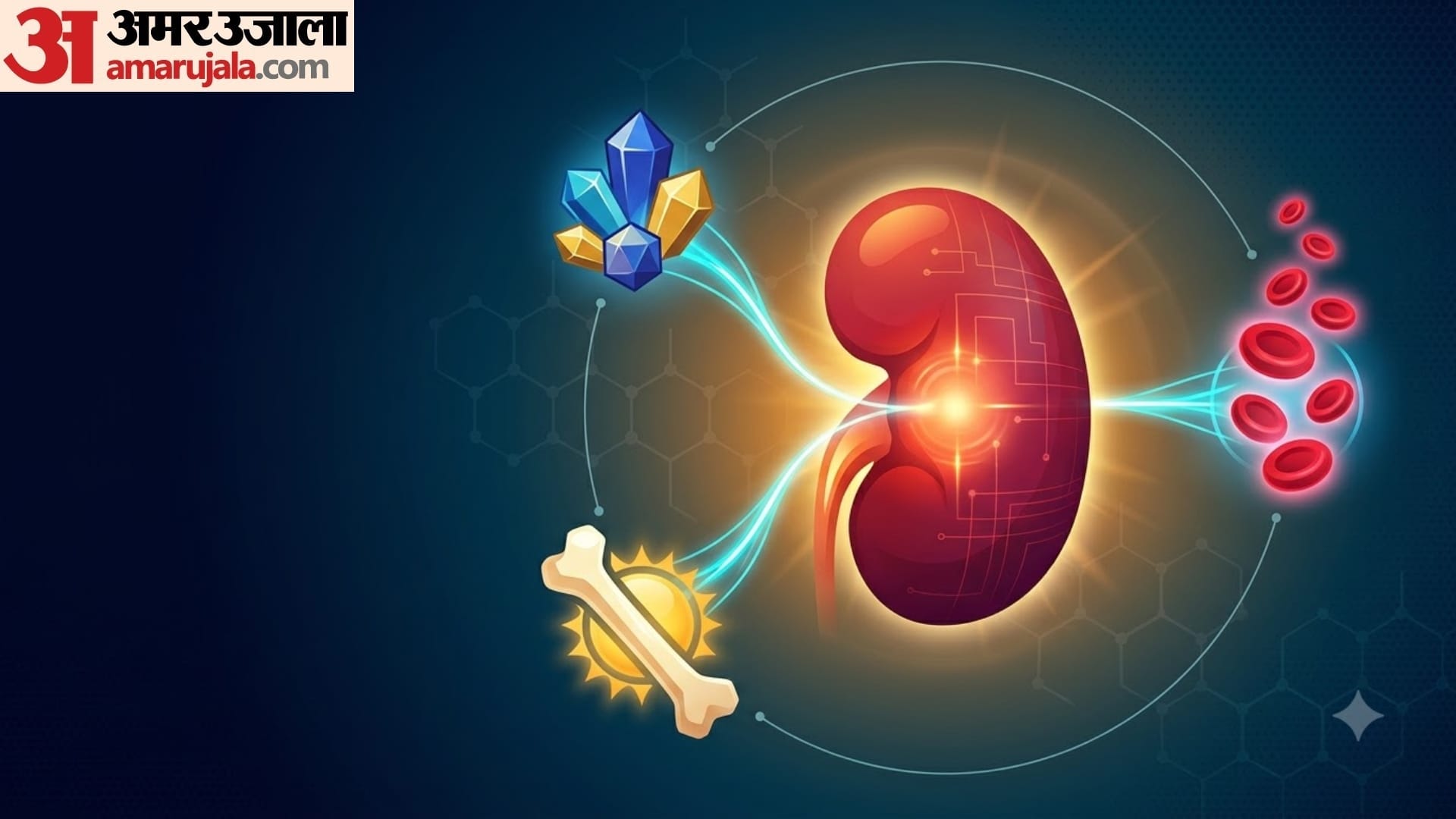 how kidney works in human body in hindi kidney ka kya kaam hota hai