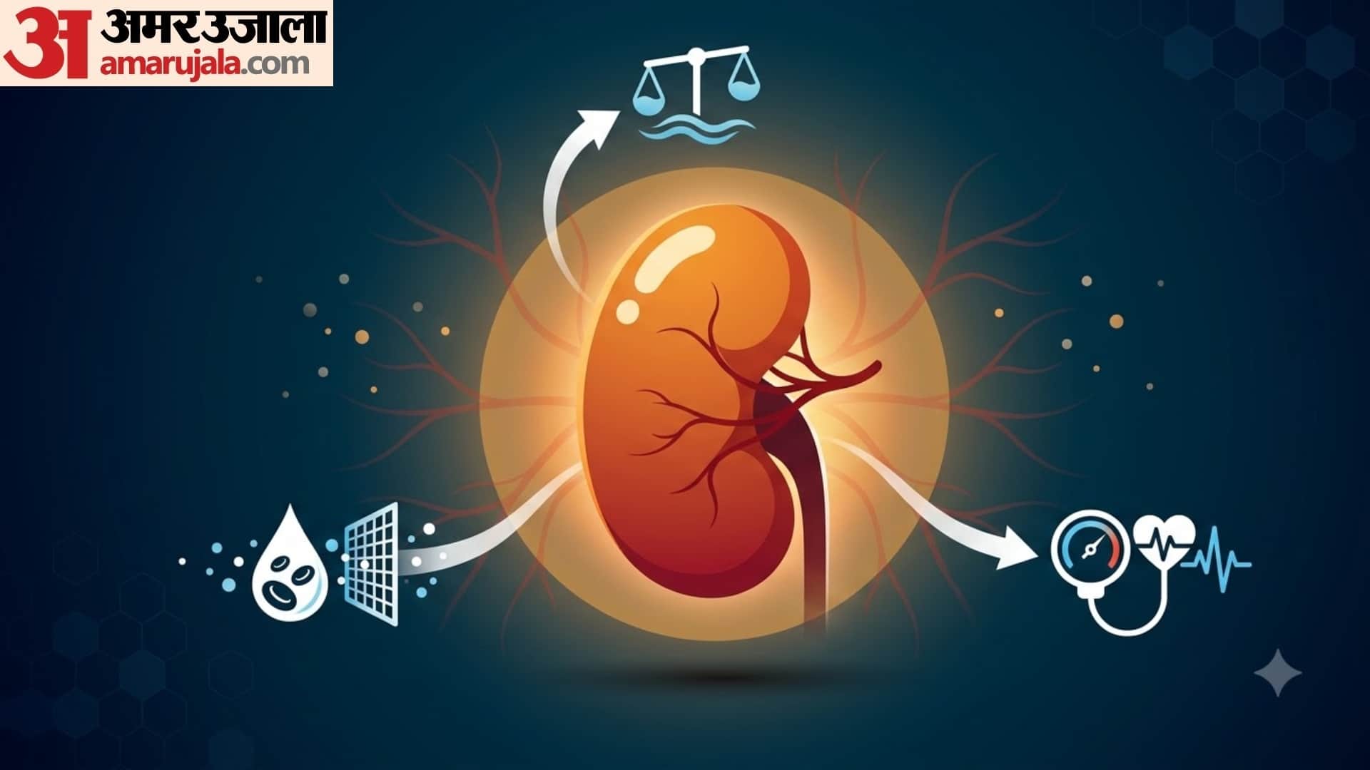 how kidney works in human body in hindi kidney ka kya kaam hota hai
