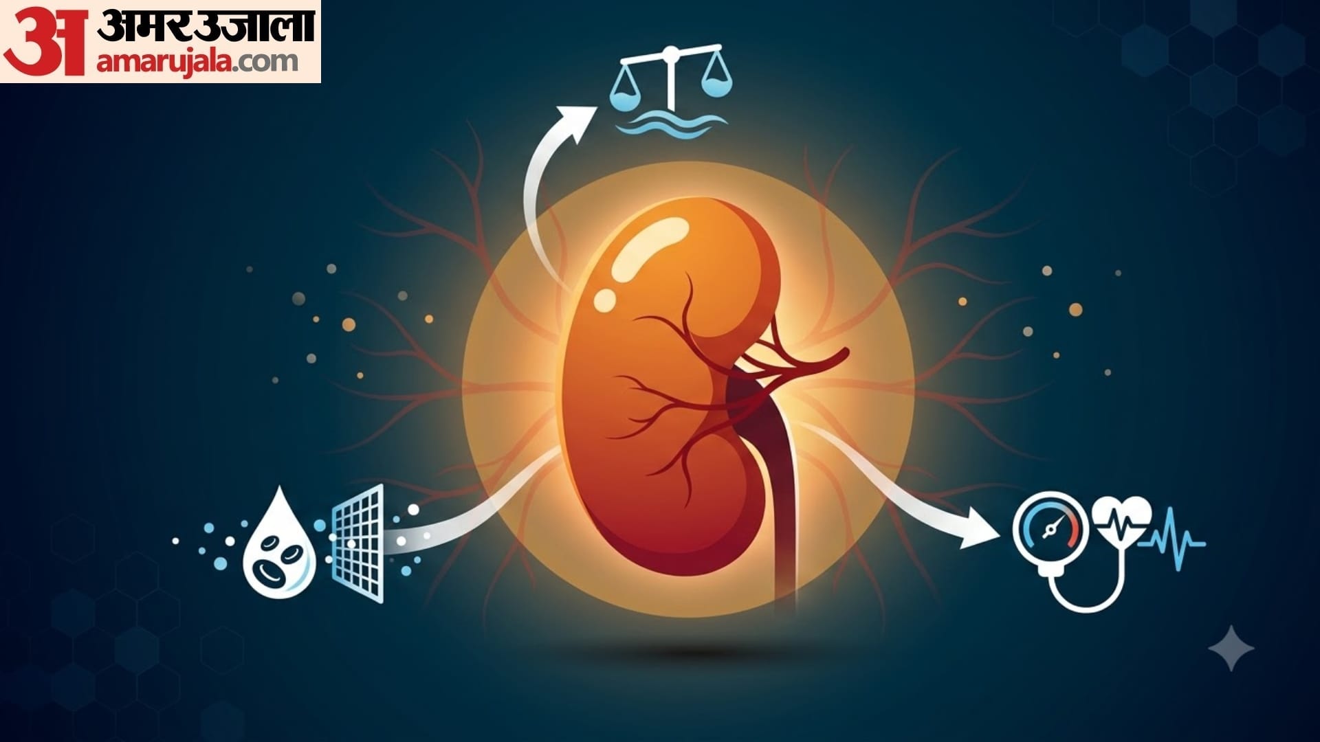 how kidney works in human body in hindi kidney ka kya kaam hota hai