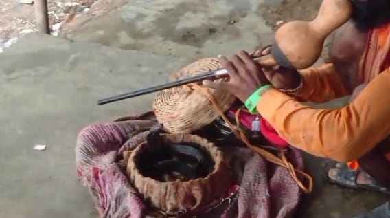 सावन में अनोखा नजारा: दुकान में फ्रिज के पास बैठी मिली काली नागिन, सपेरे ने किया रेस्क्यू, देखने उमड़ी भीड़