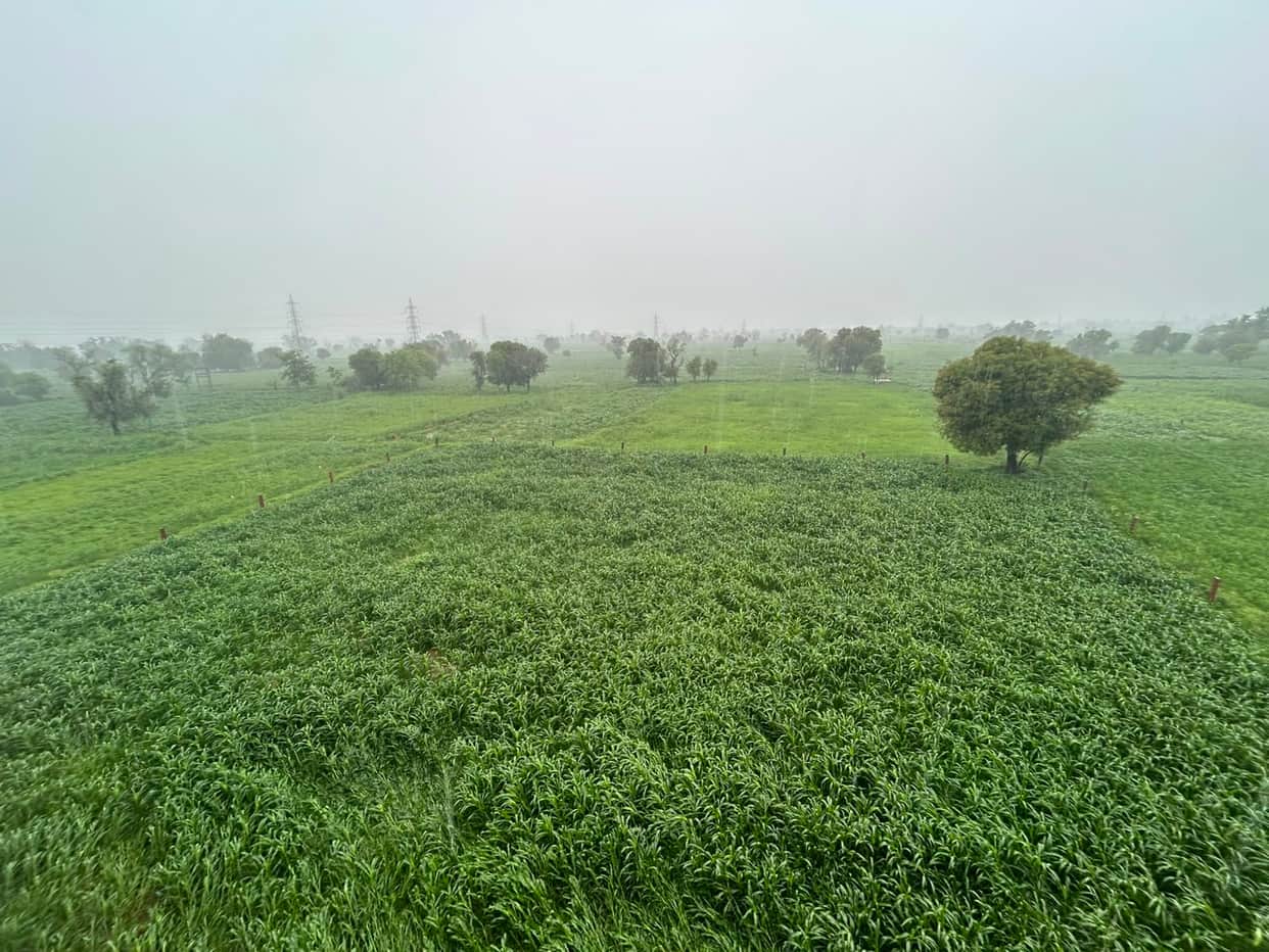 Eastern Rajasthan Rains Revive Kharif Crops, Over 700,000 Hectares Brought Under Sowing in Four Days