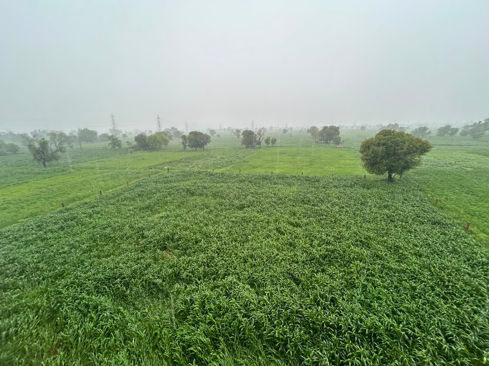 खरीफ फसल