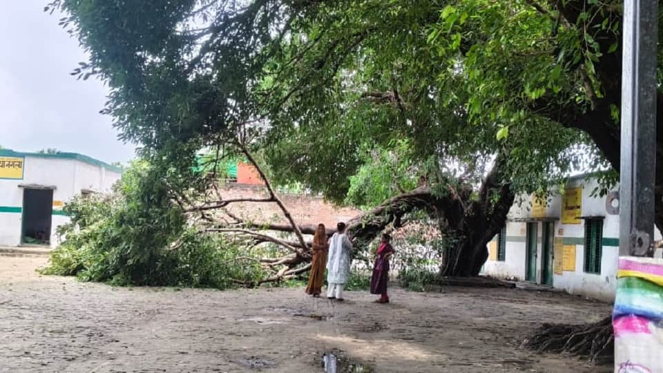 Tree branch breaks and falls at school; headmaster and student critically injured